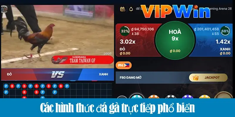 Các hình thức đá gà trực tiếp - Trải nghiệm cá cược chuyên nghiệp tại VIPWIN
