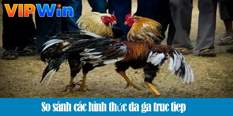 Các hình thức đá gà trực tiếp - Trải nghiệm cá cược chuyên nghiệp tại VIPWIN